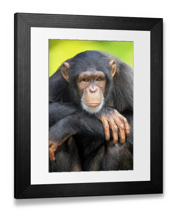 Framed Print : Chimpanzee (Pan troglodytes) adult, close-up of head and arms (captive) Framed Print : Chimpanzee (Pan troglodytes) adult, close-up of head and arms (captive)
