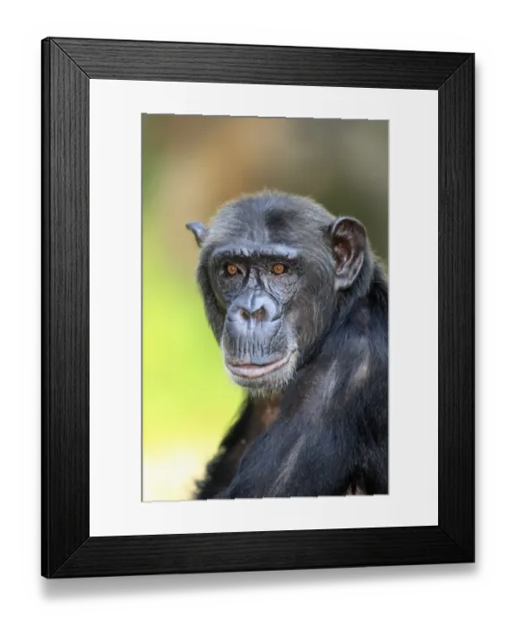 Framed Print : Chimpanzee (Pan troglodytes) adult, close-up of head (captive) Framed Print : Chimpanzee (Pan troglodytes) adult, close-up of head (captive)