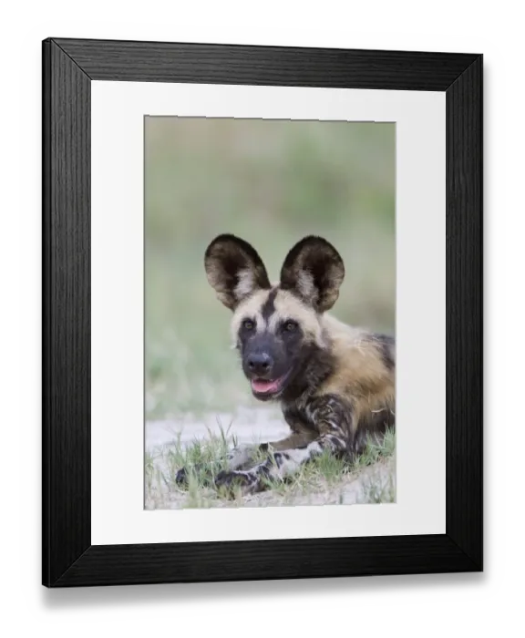 Framed Print : African Wild Dog (Lycaon pictus) adult, close-up of head, resting on sandy grass area, Okavango Delta, Botswana Framed Print : African Wild Dog (Lycaon pictus) adult, close-up of head, resting on sandy grass area, Okavango Delta, Botswana