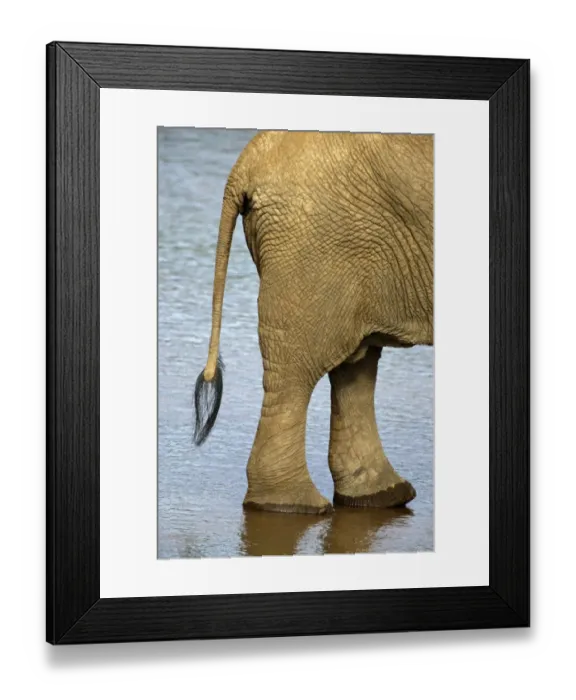 Framed Print : African Elephant (Loxodonta africana) Tail and feet Framed Print : African Elephant (Loxodonta africana) Tail and feet