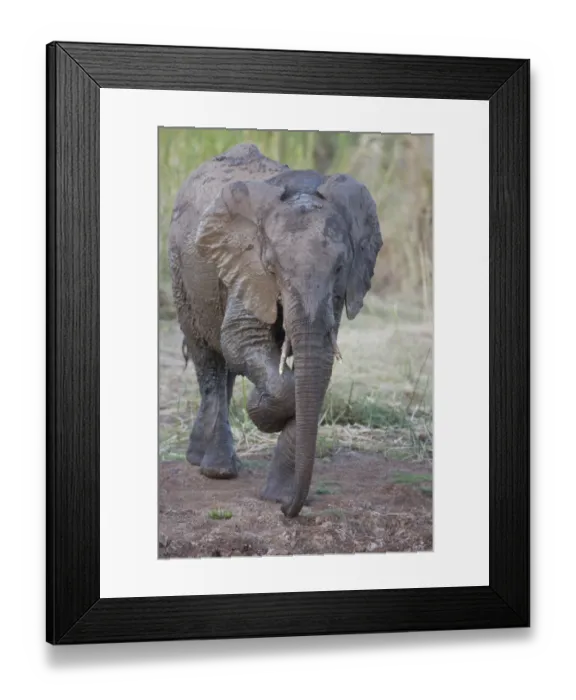 Framed Print : African Elephant (Loxodonta africana) juvenile, having mud bath at waterhole, scratching leg, Kruger N. P Framed Print : African Elephant (Loxodonta africana) juvenile, having mud bath at waterhole, scratching leg, Kruger N. P