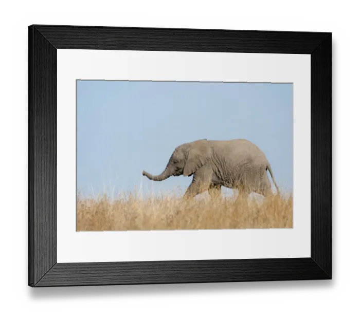 Framed Print : African Elephant (Loxodonta africana) young, walking through dry grass, Mashatu Game Reserve, Tuli Block, Botswana Framed Print : African Elephant (Loxodonta africana) young, walking through dry grass, Mashatu Game Reserve, Tuli Block, Botswana