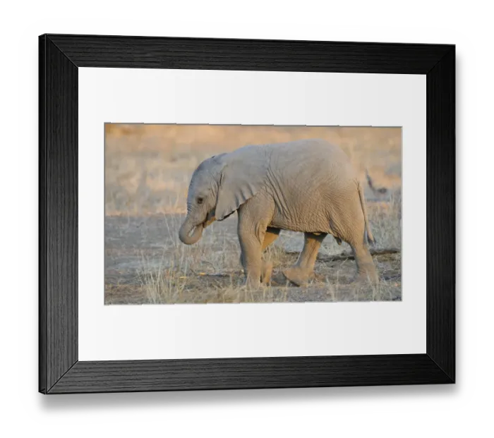 Framed Print : African Elephant (Loxodonta africana) baby, walking at evening, Mashatu Game Reserve, Tuli Block, Botswana