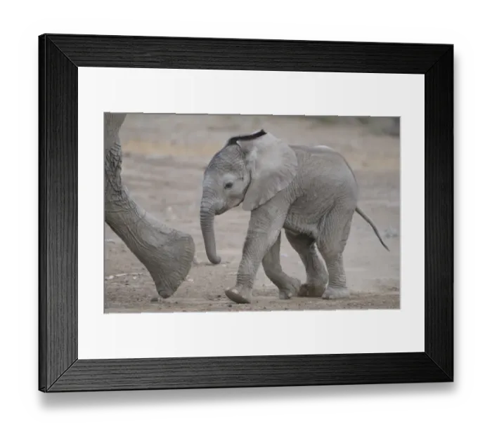 Framed Print : African Elephant (Loxodonta africana) baby, walking, following mother, Mashatu Game Reserve, Tuli Block, Botswana Framed Print : African Elephant (Loxodonta africana) baby, walking, following mother, Mashatu Game Reserve, Tuli Block, Botswana
