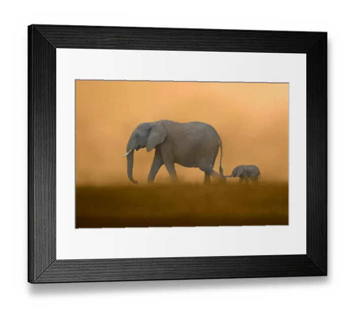 Framed Print : African Elephant (Loxodonta africana) mother with baby, walking, Masai Mara, Kenya (Composite image) Framed Print : African Elephant (Loxodonta africana) mother with baby, walking, Masai Mara, Kenya (Composite image)