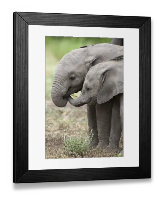 Framed Print : African Elephant (Loxodonta africana) two young calves, playing, Mashatu Game Reserve, Tuli Block, Botswana Framed Print : African Elephant (Loxodonta africana) two young calves, playing, Mashatu Game Reserve, Tuli Block, Botswana