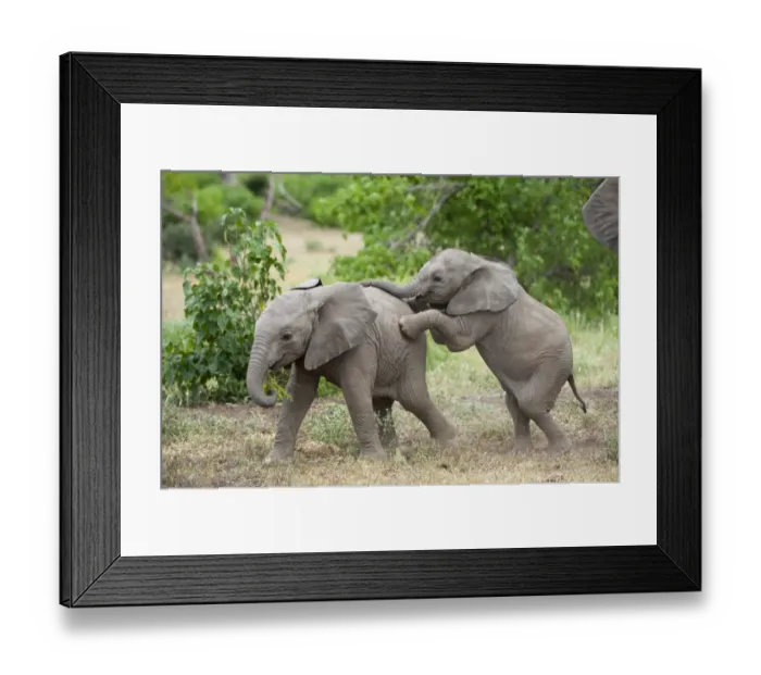 Framed Print : African Elephant (Loxodonta africana) two young calves, playing, Mashatu Game Reserve, Tuli Block, Botswana Framed Print : African Elephant (Loxodonta africana) two young calves, playing, Mashatu Game Reserve, Tuli Block, Botswana