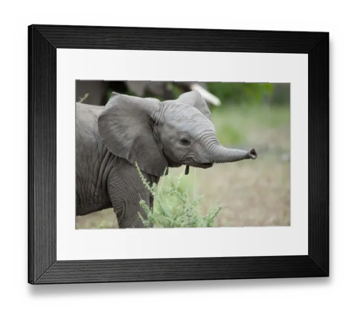 Framed Print : African Elephant (Loxodonta africana) young calf, with trunk extended, Mashatu Game Reserve, Tuli Block, Botswana Framed Print : African Elephant (Loxodonta africana) young calf, with trunk extended, Mashatu Game Reserve, Tuli Block, Botswana