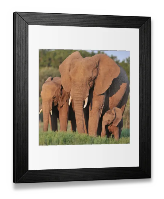 Framed Print : African Elephant (Loxodonta africana) adult female with young calf and immature, standing in lowveld Framed Print : African Elephant (Loxodonta africana) adult female with young calf and immature, standing in lowveld