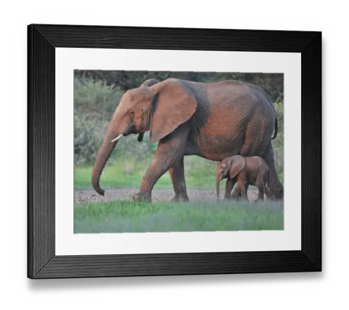 Framed Print : African Elephant (Loxodonta africana) adult female with young calf, walking in lowveld, in evening sunlight Framed Print : African Elephant (Loxodonta africana) adult female with young calf, walking in lowveld, in evening sunlight