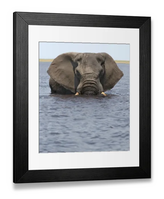 Framed Print : African Elephant (Loxodonta africana) adult, standing in water, Chobe River, Chobe N. P. Botswana Framed Print : African Elephant (Loxodonta africana) adult, standing in water, Chobe River, Chobe N. P. Botswana