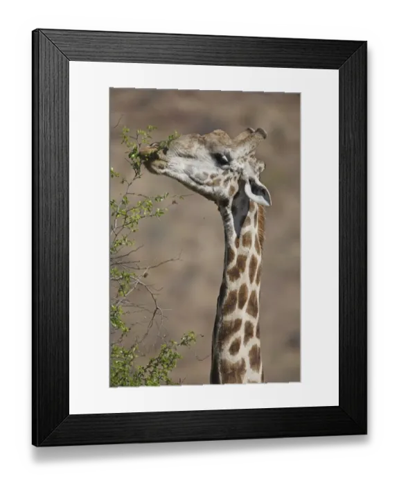Framed Print : Cape Giraffe (Giraffa camelopardalis giraffa) adult, feeding on tree leaves, close-up of head and neck Framed Print : Cape Giraffe (Giraffa camelopardalis giraffa) adult, feeding on tree leaves, close-up of head and neck