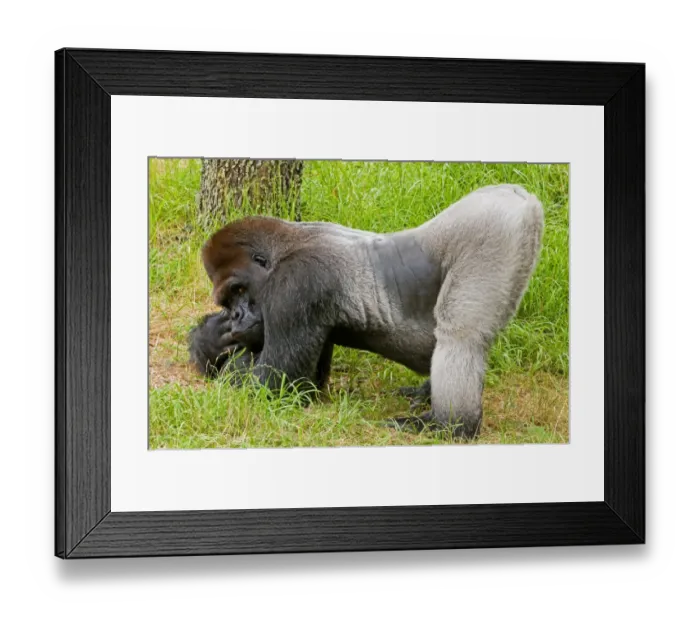 Framed Print : Western Lowland Gorilla (Gorilla gorilla gorilla) silverback adult male, Jacksonville Zoo Framed Print : Western Lowland Gorilla (Gorilla gorilla gorilla) silverback adult male, Jacksonville Zoo