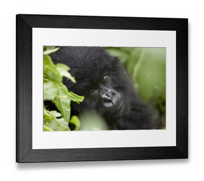 Framed Print : Mountain Gorilla (Gorilla beringei beringei) young, close-up of head, sitting in rainforest, Volcanoes N. P Framed Print : Mountain Gorilla (Gorilla beringei beringei) young, close-up of head, sitting in rainforest, Volcanoes N. P