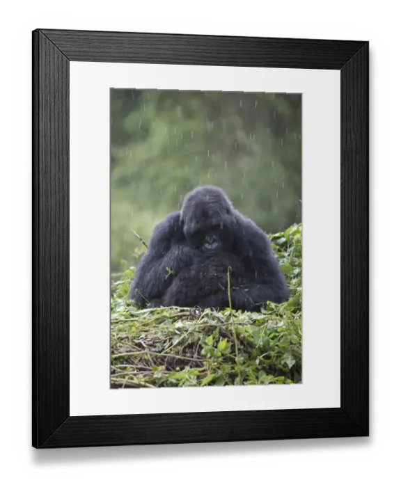 Framed Print : Mountain Gorilla (Gorilla beringei beringei) adult female with young, sitting on nest during rain, Volcanoes N. P. Virunga Mountains, Rwanda Framed Print : Mountain Gorilla (Gorilla beringei beringei) adult female with young, sitting on nest during rain, Volcanoes N. P. Virunga Mountains, Rwanda