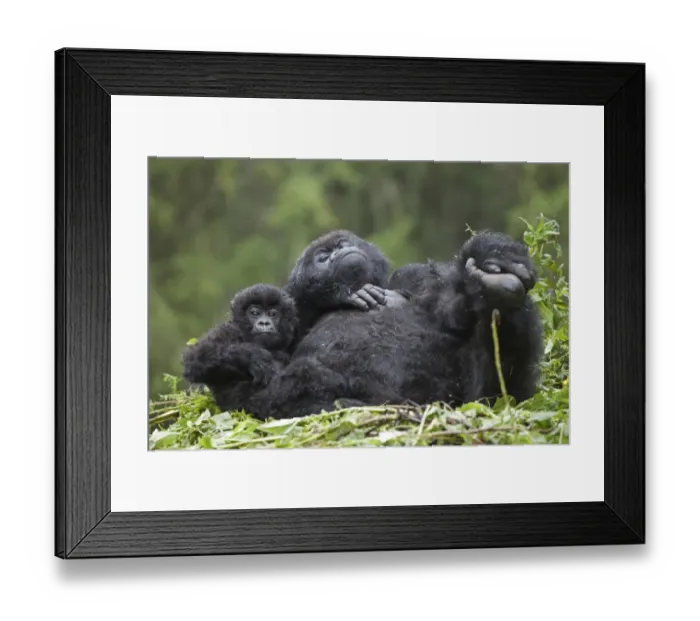 Framed Print : Mountain Gorilla (Gorilla beringei beringei) adult female with young, resting on nest, Volcanoes N. P