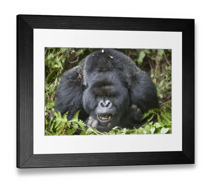 Framed Print : Mountain Gorilla (Gorilla beringei beringei) silverback adult male, close-up of head and shoulders, yawning Framed Print : Mountain Gorilla (Gorilla beringei beringei) silverback adult male, close-up of head and shoulders, yawning