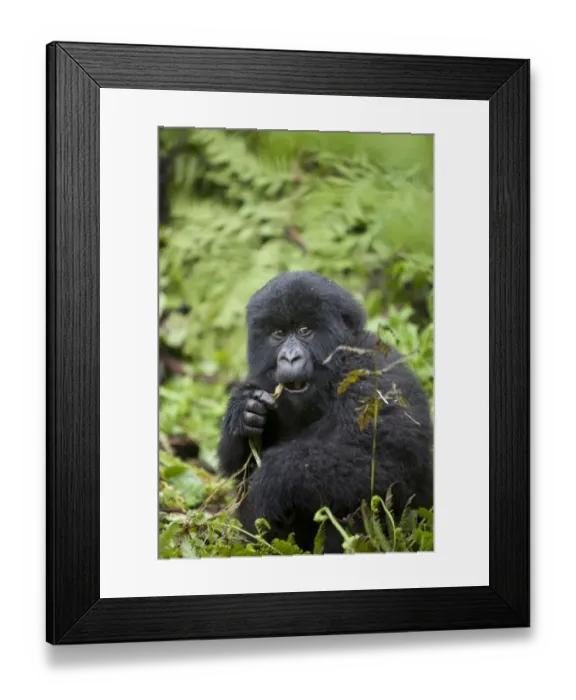 Framed Print : Mountain Gorilla (Gorilla beringei beringei) young, feeding, sitting in vegetation, Volcanoes N. P Framed Print : Mountain Gorilla (Gorilla beringei beringei) young, feeding, sitting in vegetation, Volcanoes N. P