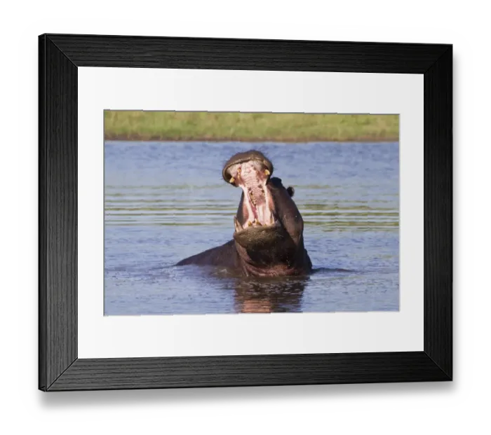Framed Print : Hippopotamus (Hippopotamus amphibius) adult male, yawning aggressive display in water, Okavango Delta, Botswana Framed Print : Hippopotamus (Hippopotamus amphibius) adult male, yawning aggressive display in water, Okavango Delta, Botswana