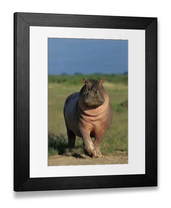 Framed Print : Hippopotamus (Hippopotamus amphibius) adult, walking, Masai Mara, Kenya