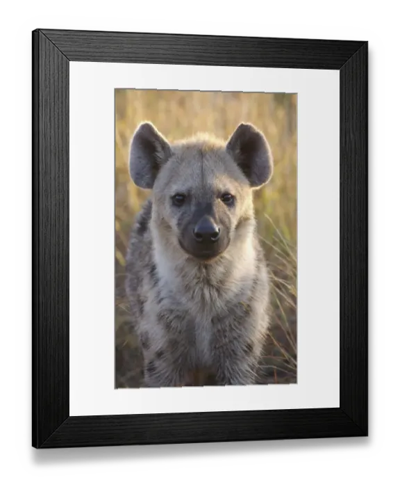 Framed Print : Spotted Hyena (Crocuta crocuta) adult, close-up of head, Kruger N. P. Mpumalanga, South Africa Framed Print : Spotted Hyena (Crocuta crocuta) adult, close-up of head, Kruger N. P. Mpumalanga, South Africa