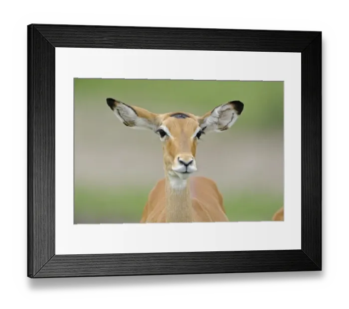 Framed Print : Impala (Aepyceros melampus) immature female, close-up of head, Serengeti N. P. Tanzania Framed Print : Impala (Aepyceros melampus) immature female, close-up of head, Serengeti N. P. Tanzania