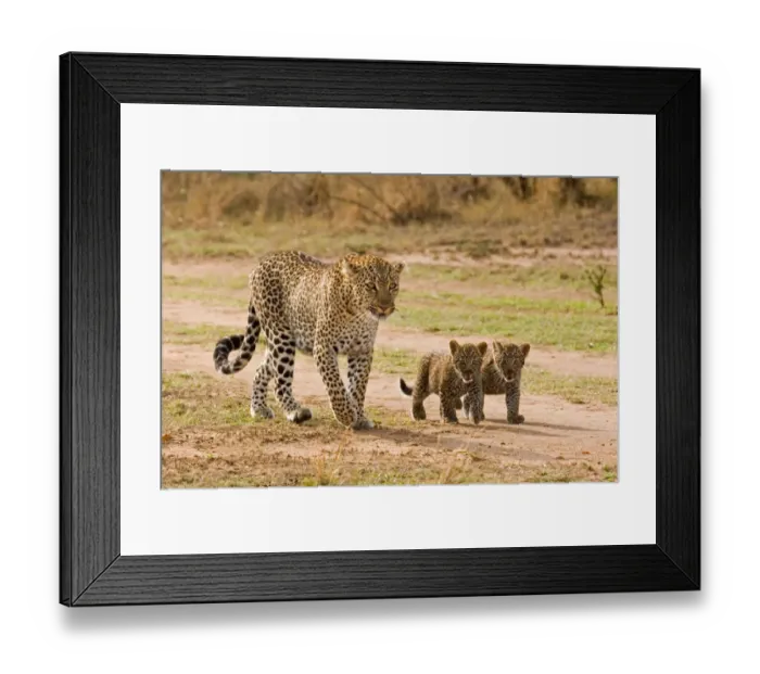 Framed Print : African Leopard (Panthera pardus pardus) adult female with two cubs, walking, Masai Mara, Kenya Framed Print : African Leopard (Panthera pardus pardus) adult female with two cubs, walking, Masai Mara, Kenya