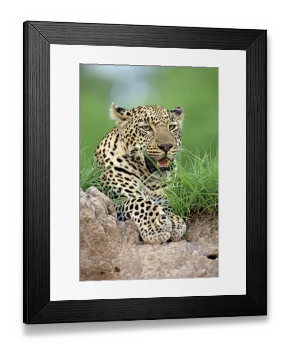 Framed Print : African Leopard (Panthera pardus pardus) adult, resting, Sabi Sabi Game Reserve, Kruger N. P. South Africa Framed Print : African Leopard (Panthera pardus pardus) adult, resting, Sabi Sabi Game Reserve, Kruger N. P. South Africa