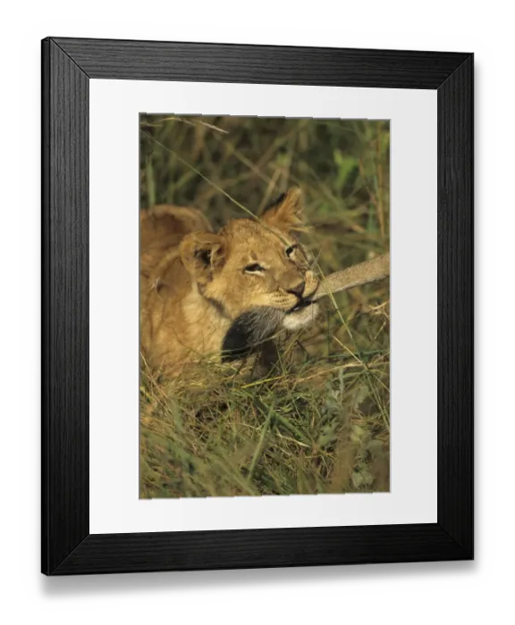 Framed Print : Lion (Panthera leo) Young holding anothers tail in mouth - Masai Mara, Kenya Framed Print : Lion (Panthera leo) Young holding anothers tail in mouth - Masai Mara, Kenya