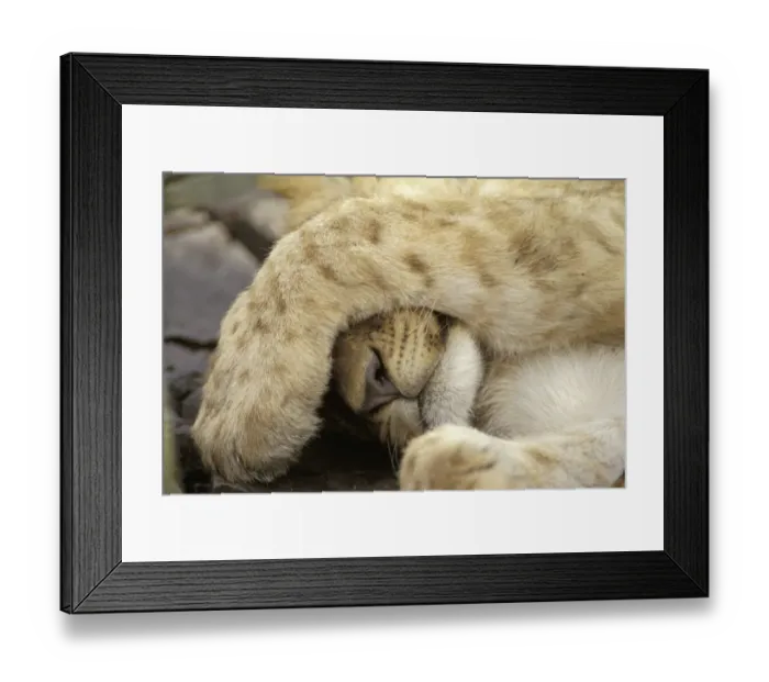 Framed Print : Lion (Panthera leo) Cub sleeping with paw over face - Masai Mara Wildlife Reserve, Kenya Framed Print : Lion (Panthera leo) Cub sleeping with paw over face - Masai Mara Wildlife Reserve, Kenya