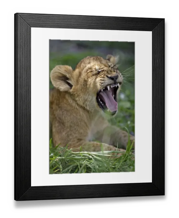 Framed Print : Lion (Panthera leo) Close-up of cub yawning, Sabie Sand Game Reserve, South Africa Framed Print : Lion (Panthera leo) Close-up of cub yawning, Sabie Sand Game Reserve, South Africa