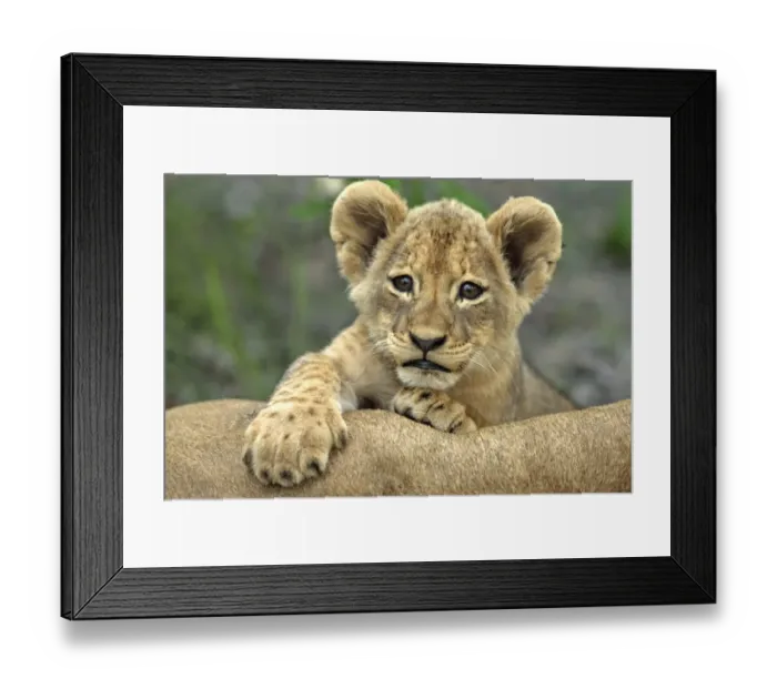 Framed Print : Lion (Panthera leo) Cub with paws on adult, Sabie Sand Game Reserve, South Africa Framed Print : Lion (Panthera leo) Cub with paws on adult, Sabie Sand Game Reserve, South Africa
