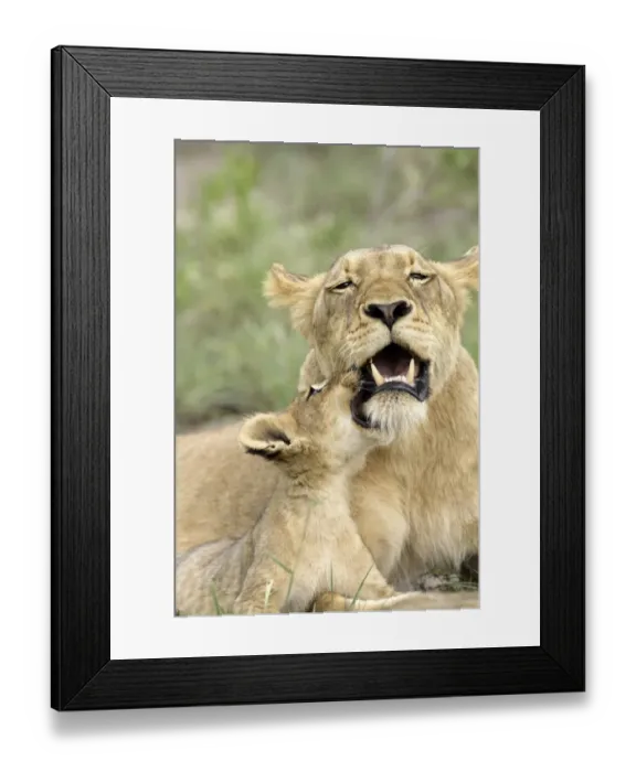 Framed Print : Lion (Panthera leo) Adult female with cub playing, social behaviour, Sabie Sand Game Reserve, South Africa Framed Print : Lion (Panthera leo) Adult female with cub playing, social behaviour, Sabie Sand Game Reserve, South Africa