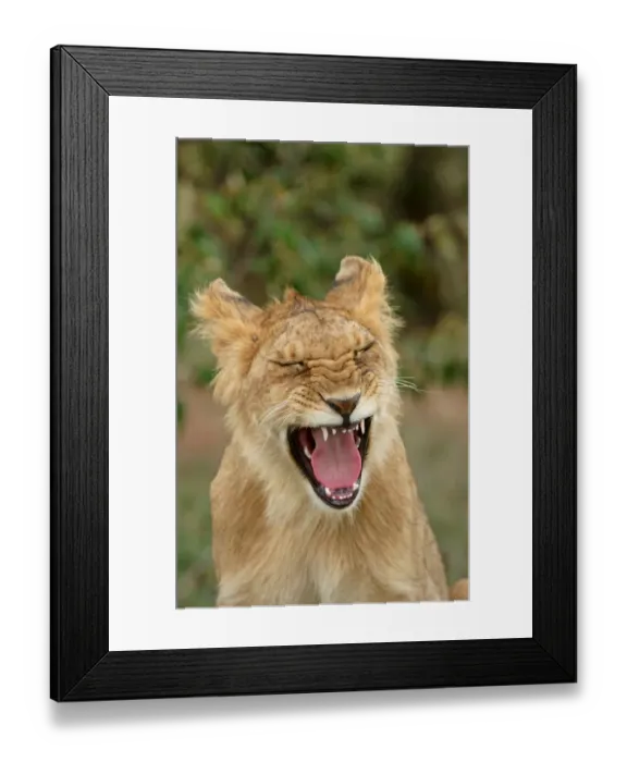 Framed Print : Lion (Panthera leo) close-up of cub yawning, Masaii Mara, Kenya Framed Print : Lion (Panthera leo) close-up of cub yawning, Masaii Mara, Kenya
