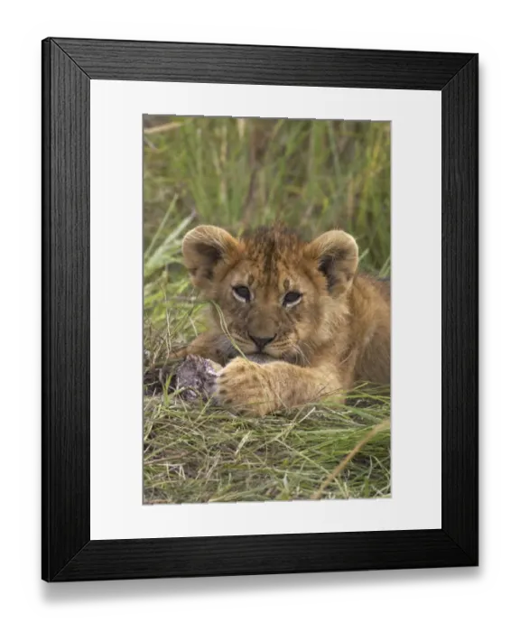 Framed Print : Lion (Panthera leo) cub playing with stone, Kenya Framed Print : Lion (Panthera leo) cub playing with stone, Kenya
