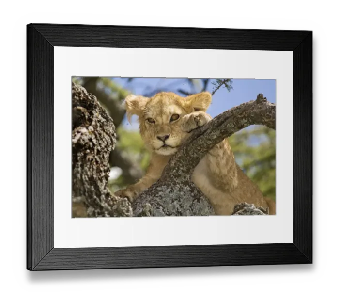 Framed Print : Lion (Panthera leo) young, close-up of head, tree climbing, Serengeti N. P. Tanzania Framed Print : Lion (Panthera leo) young, close-up of head, tree climbing, Serengeti N. P. Tanzania