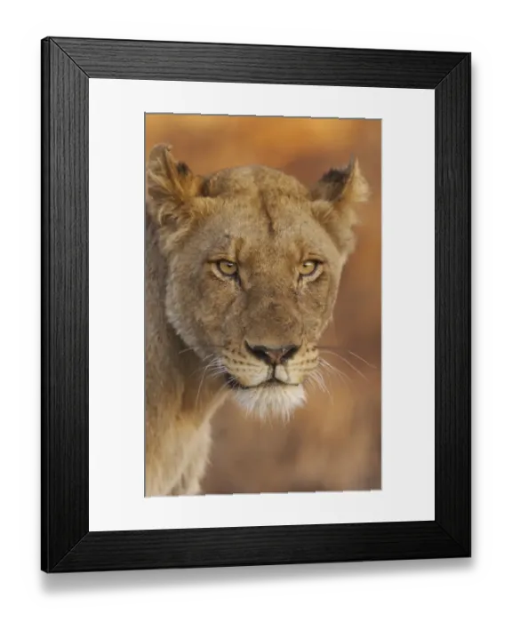 Framed Print : Lion (Panthera leo) adult female, close-up of head at dusk, Kruger N. P. South Africa Framed Print : Lion (Panthera leo) adult female, close-up of head at dusk, Kruger N. P. South Africa