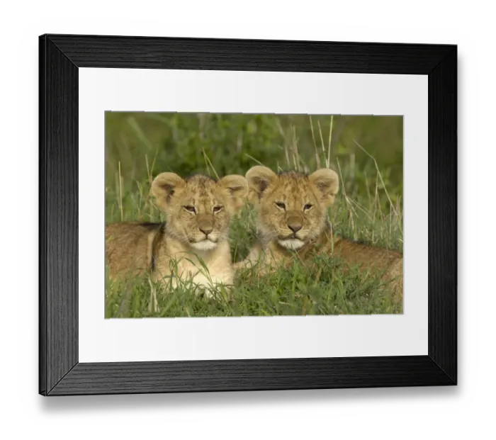 Framed Print : Lion (Panthera leo) two cubs, resting together, Masai Mara, Kenya Framed Print : Lion (Panthera leo) two cubs, resting together, Masai Mara, Kenya