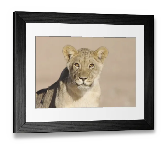 Framed Print : Lion (Panthera leo) cub, close-up of head, wet mouth after drinking, Kalahari, South Africa Framed Print : Lion (Panthera leo) cub, close-up of head, wet mouth after drinking, Kalahari, South Africa