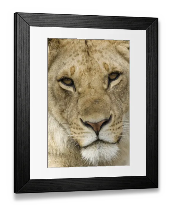 Framed Print : Lion (Panthera leo) immature, close-up of face, Serengeti N. P. Tanzania Framed Print : Lion (Panthera leo) immature, close-up of face, Serengeti N. P. Tanzania