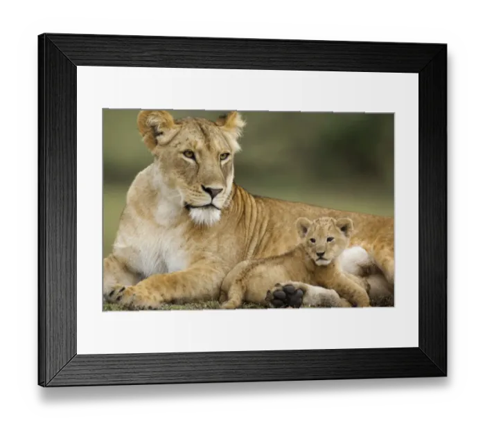 Framed Print : Lion (Panthera leo) adult female with young cub, resting, Serengeti N. P. Tanzania Framed Print : Lion (Panthera leo) adult female with young cub, resting, Serengeti N. P. Tanzania