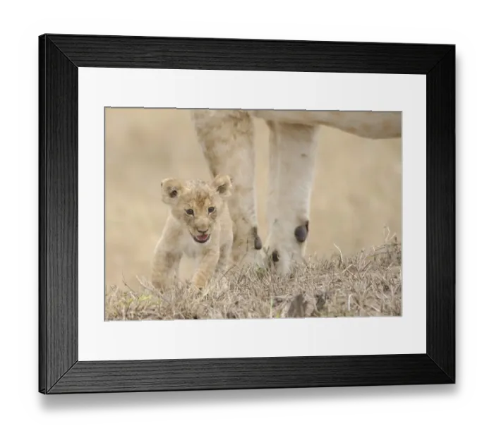 Framed Print : Lion (Panthera leo) cub, calling, lost and parted from mother, Masai Mara, Kenya Framed Print : Lion (Panthera leo) cub, calling, lost and parted from mother, Masai Mara, Kenya