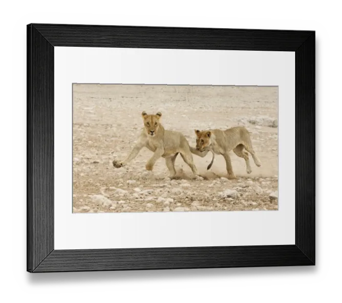 Framed Print : Lion (Panthera leo) two juveniles, running and playing, one biting others tail, Etosha N. P. Namibia
