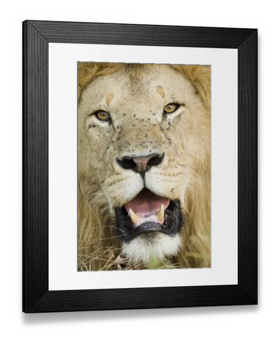 Framed Print : Lion (Panthera leo) adult male, close-up of head, with flies on face, Masai Mara, Kenya Framed Print : Lion (Panthera leo) adult male, close-up of head, with flies on face, Masai Mara, Kenya