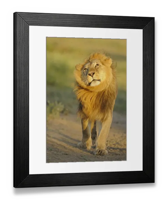 Framed Print : Lion (Panthera leo) adult male, shaking flies from head and mane in morning sunlight, Serengeti N. P. Tanzania Framed Print : Lion (Panthera leo) adult male, shaking flies from head and mane in morning sunlight, Serengeti N. P. Tanzania