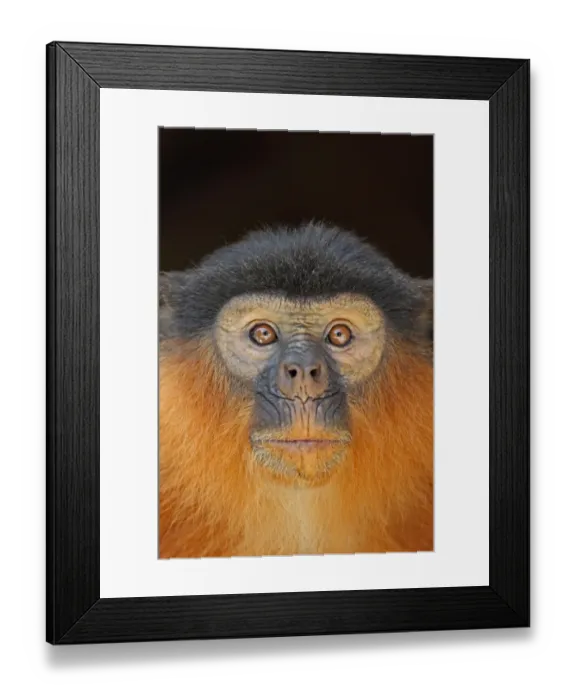 Framed Print : Western Red Colobus (Procolobus badius) adult, close-up of head, Gambia, january