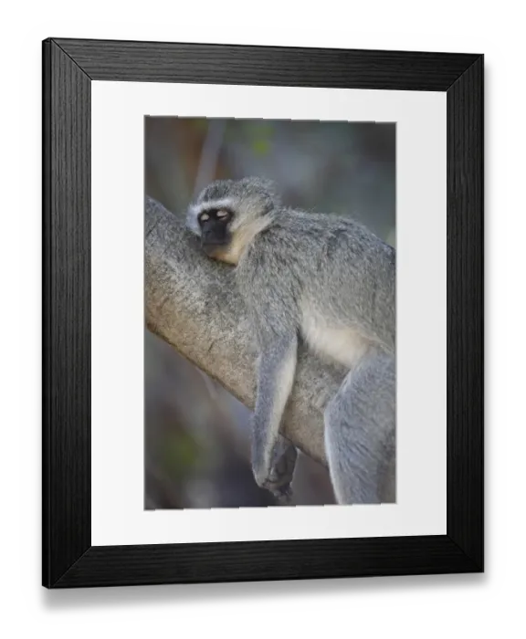 Framed Print : Vervet Monkey (Chlorocebus aethiops) adult, sleeping on tree branch, Pilanesberg Game Reserve, South Africa Framed Print : Vervet Monkey (Chlorocebus aethiops) adult, sleeping on tree branch, Pilanesberg Game Reserve, South Africa