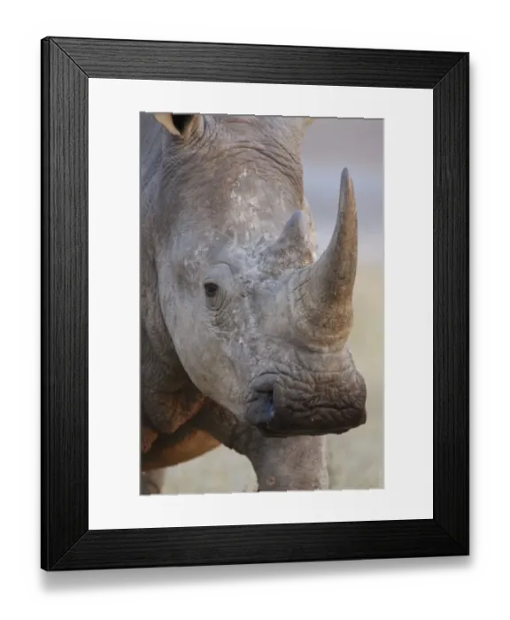 Framed Print : White Rhinoceros (Ceratotherium simum) adult, close-up of head, Kruger N. P. Mpumalanga, South Africa