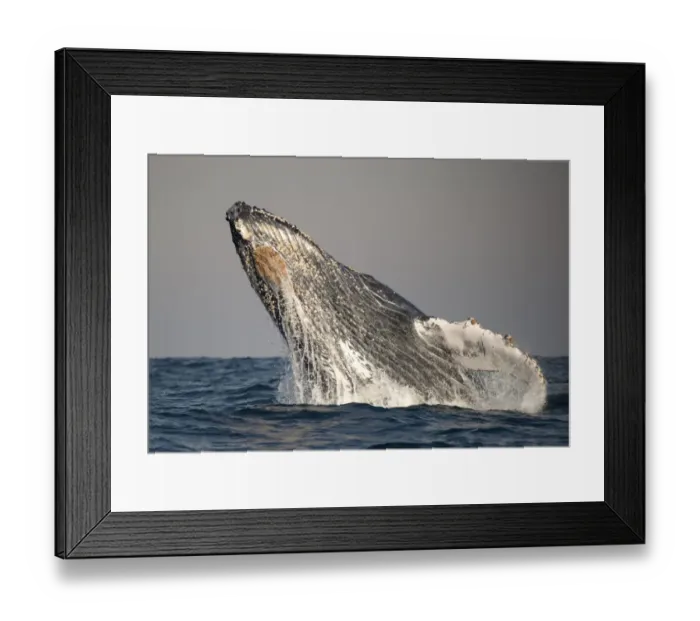Framed Print : Humpback Whale (Megaptera novaeangliae) adult, breaching at surface of sea, offshore Port St Framed Print : Humpback Whale (Megaptera novaeangliae) adult, breaching at surface of sea, offshore Port St