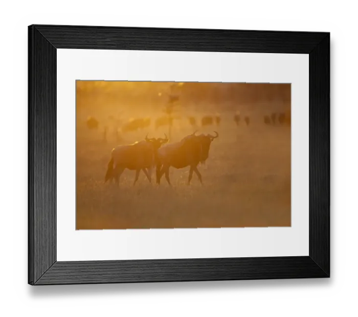 Framed Print : Blue Wildebeest (Connochaetus taurinus) two adults, with herd in background, on migration at dawn, Masai Mara, Kenya Framed Print : Blue Wildebeest (Connochaetus taurinus) two adults, with herd in background, on migration at dawn, Masai Mara, Kenya